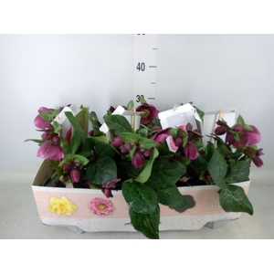 Helleborus  'Fkiss Charmer'