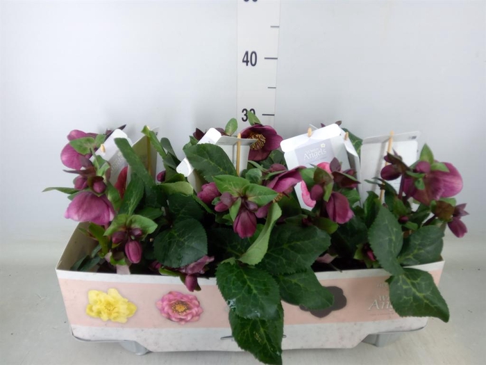 <h4>Helleborus  'Fkiss Charmer'</h4>