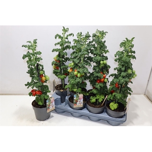 Tomatenplanten