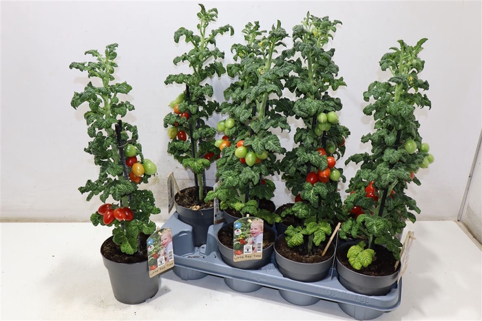 Tomatenplanten
