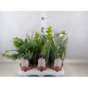 Epiphyllum anguliger