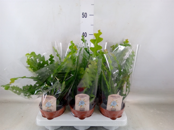 <h4>Epiphyllum anguliger</h4>