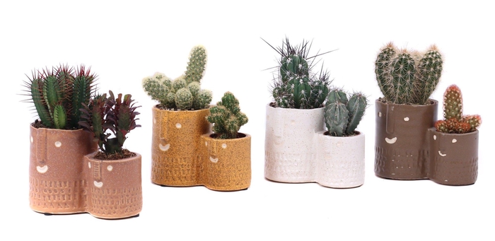 <h4>Cactus mix 5,5 cm en 8,5 cm in Zamora sierpot</h4>
