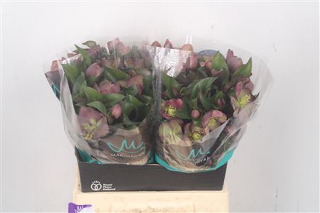 <h4>Helleborus Mammoth Pink</h4>