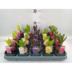 Hyacinthus orie.   ...mix 4