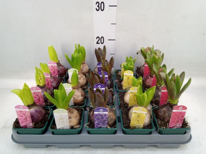 <h4>Hyacinthus orie.   ...mix 4</h4>