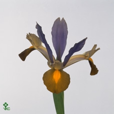WAX APPEL H%