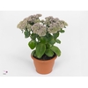 Sedum telephium Seduction PinkPassi