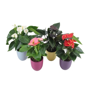 Anthurium Flamingomix 12cm met keramieken pot