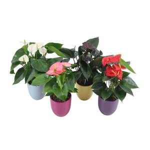 Anthurium Flamingomix 12cm met keramieken pot