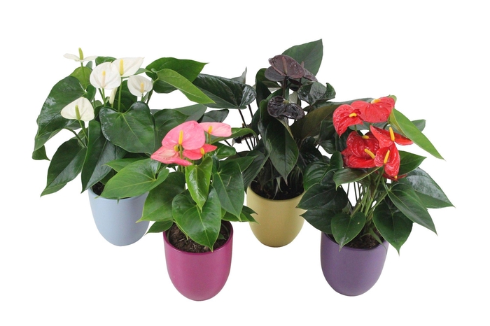 <h4>Anthurium Flamingomix 12cm met keramieken pot</h4>