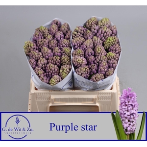 HYAC PURPLE STAR