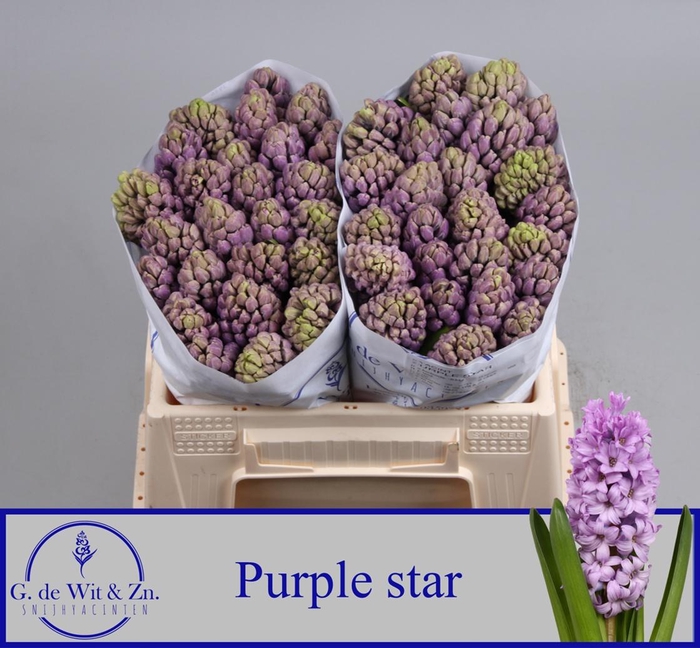 <h4>HYAC PURPLE STAR</h4>
