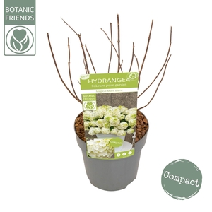 Hydrangea paniculata