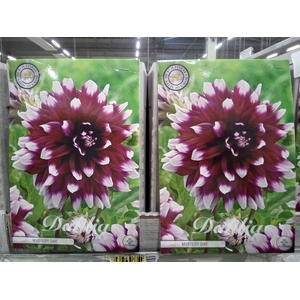 Dahlia   ...flowerbulbs