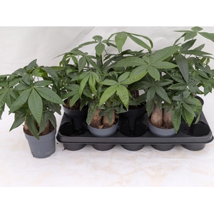 PACHIRA AQUATICA