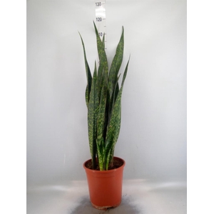 Sansevieria trifa.   ...