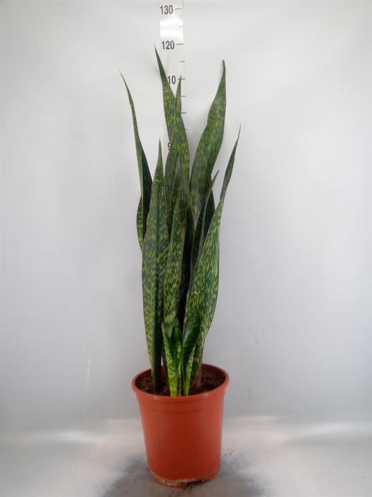 <h4>Sansevieria trifa.   ...</h4>
