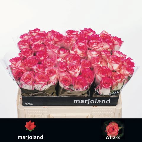 <h4>ROSA GR 'JUMILIA'</h4>