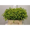 Bupleurum Griffithii