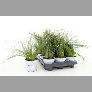 ISOLEPIS CERNUA