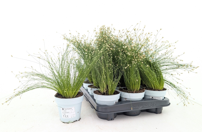 <h4>ISOLEPIS CERNUA</h4>