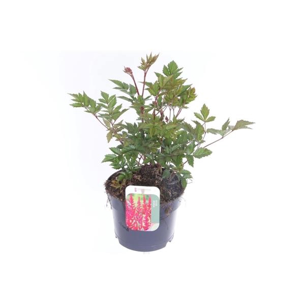 <h4>Astilbe Japonica Grp 'Montgomery'</h4>
