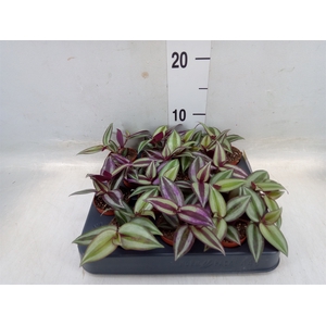 Tradescantia pallida 'Purple Heart'