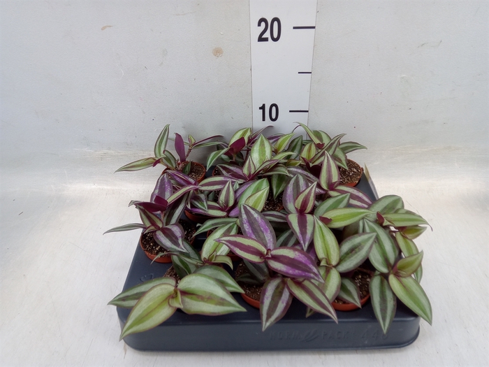 <h4>Tradescantia pallida 'Purple Heart'</h4>