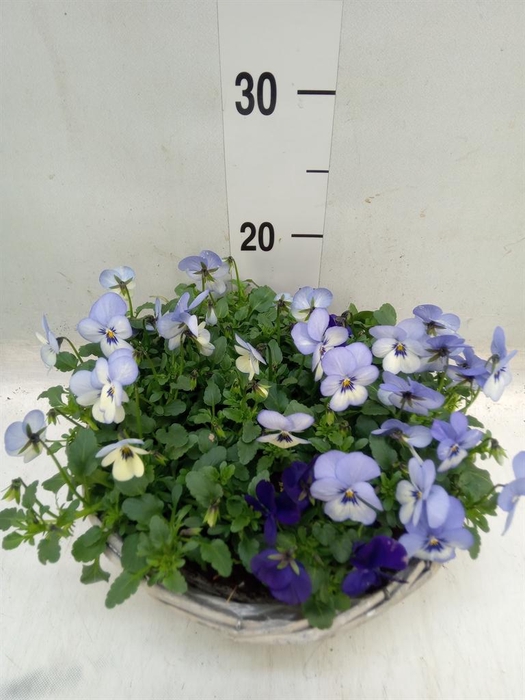 <h4>Viola corn. ...</h4>