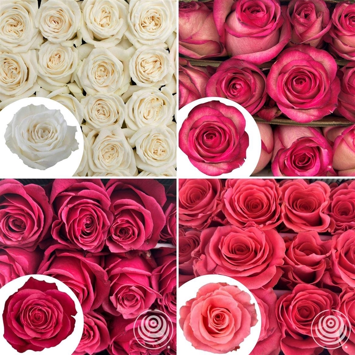 <h4>R Eq Mix Box Juicy Xpr,flirty,playa Bl,tiffany</h4>