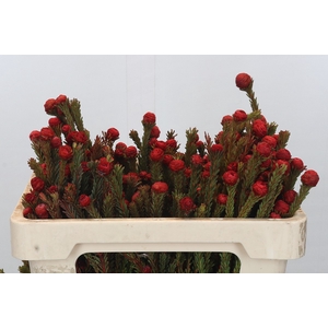 Kaaps Groen Tortum Red