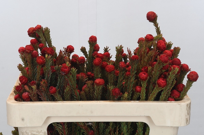 <h4>Kaaps Groen Tortum Red</h4>