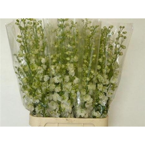 Delph Du Guard White