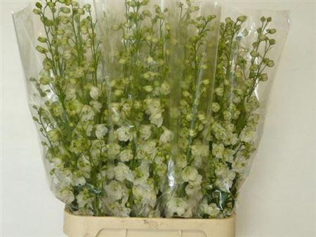 <h4>Delph Du Guard White</h4>