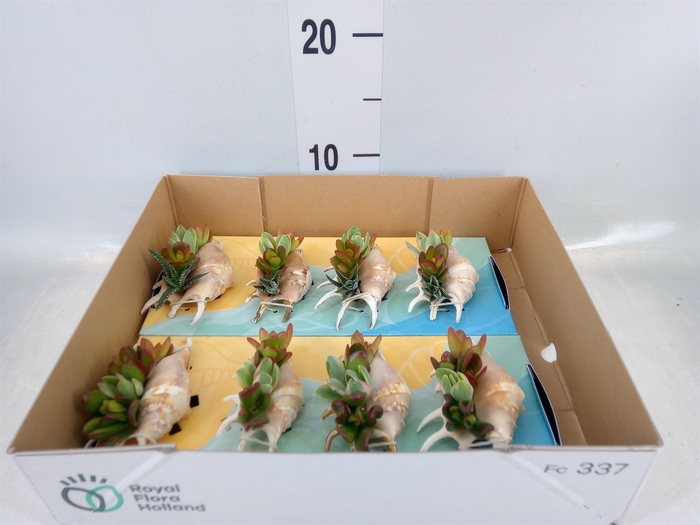 <h4>Planten  ..in schelp L%</h4>