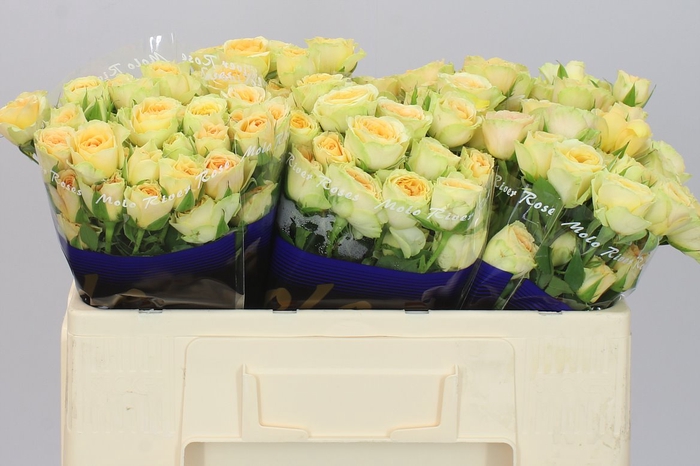 <h4>Rosa Tr Bandolero</h4>
