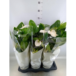 Anthurium andr. 'Alaska'