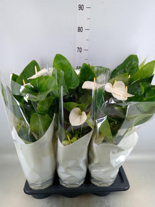 <h4>Anthurium andr. 'Alaska'</h4>