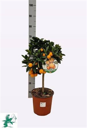 <h4>Citrus Microcarpa Calamondin 75 Cm</h4>