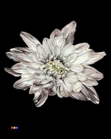 <h4>Chr T 2 Kl Baltica Grey</h4>