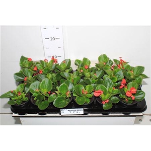Begonia Semperflorens Roze