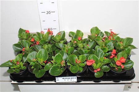 <h4>Begonia Semperflorens Roze</h4>