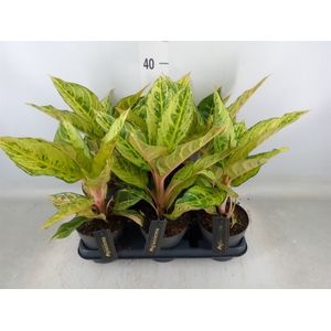 Aglaonema   ...