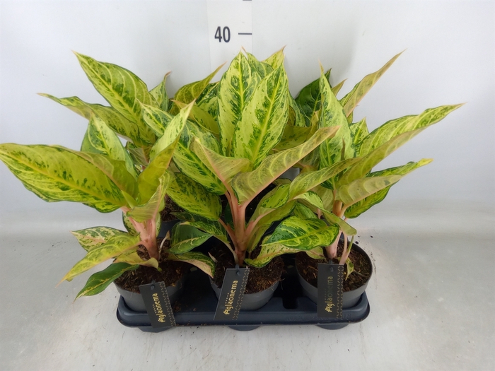 <h4>Aglaonema   ...</h4>