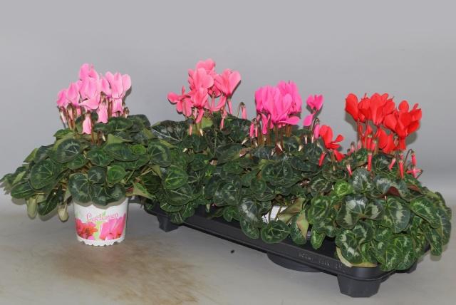 <h4>CYCL GR SUP XL</h4>