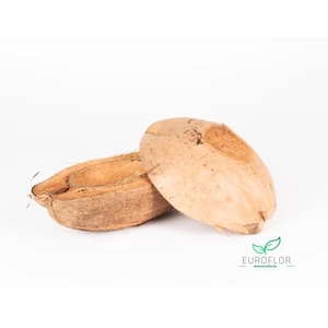 COCOSNOTEN HALF NATURAL 3PCS
