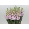 Matthiola Iron Cherry Blossom