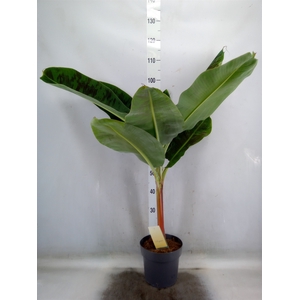 Musa  'Dwarf Cavendish'
