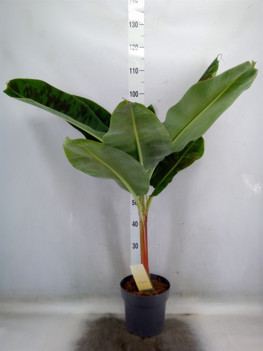 <h4>Musa  'Dwarf Cavendish'</h4>